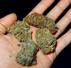 cannabis-buds-in-hand-300x287